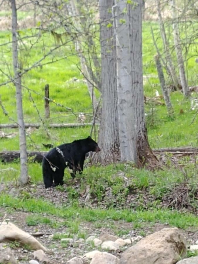 Вилла Wolfwood Guest Ranch Клируотер Экстерьер фото